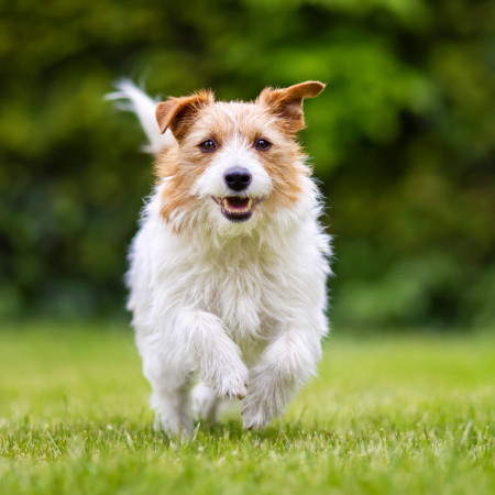 Японский сиба-ину: характер, описание породы, уход за собакой